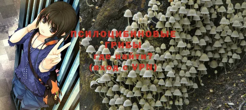 Галлюциногенные грибы Psilocybe  где продают наркотики  Белокуриха 